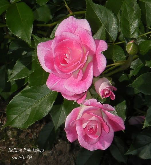 Brilliant Pink Iceberg